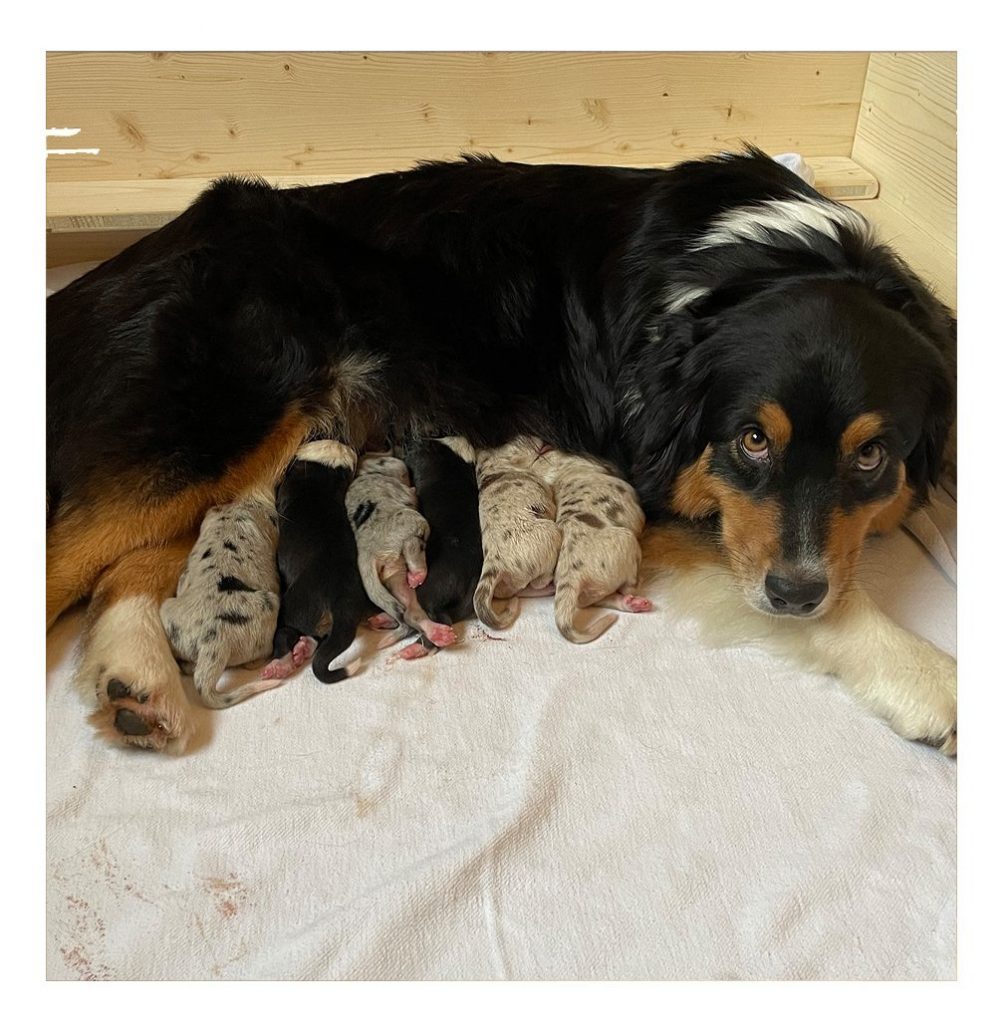 1. Wurf Spirit of Black Harris